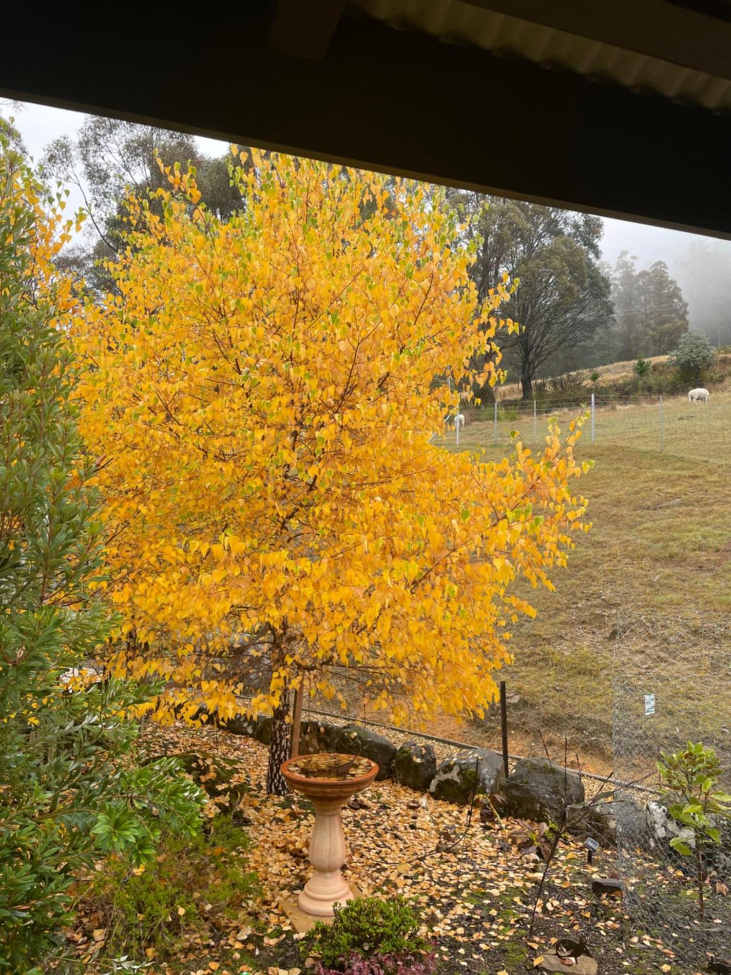 Amaroo With A View Set On A 50 Acre Hobby Farm Apartment Collinsvale Exterior photo